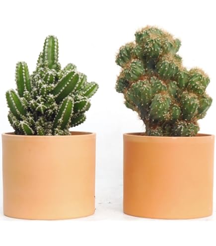 Amazon.co.jp: 白檀 サボテン 抜き苗発送 根付き : DIY・工具・ガーデン